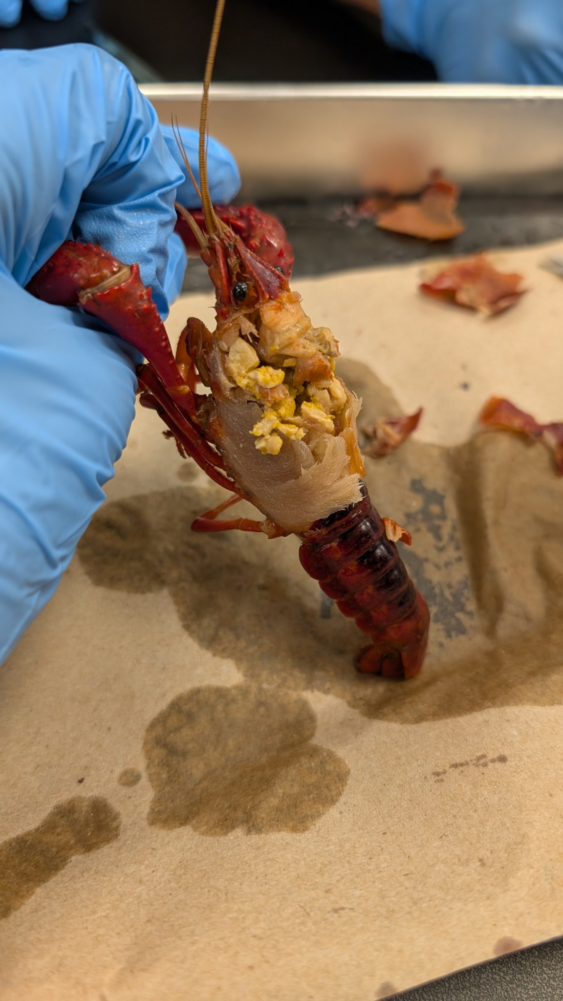 Biological Diversity – Crayfish Dissection – STEMIA Journal